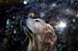 20岁摄影师Candice Sedighan拍摄了一组超有爱金毛寻回犬照片。图中的狗狗被肥皂泡泡、秋叶或蝴蝶围绕着，看起来非常开心。《路遇狗狗的幸福生活》