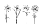 手绘素描风格黑白花卉插画矢量图素材