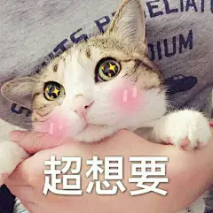 超可爱猫咪系列表情包 撒个娇萌死你_动漫新闻_动漫论坛_动漫美图_幻之羁绊动漫网