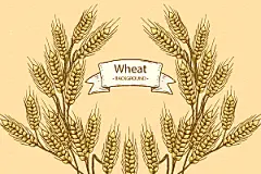 水稻麦田风景插画