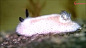 这种软萌的生物叫海兔，又名海蛞蝓[kuò yú]，是螺类的一种。头顶的两个小耳朵其实是它的触角。