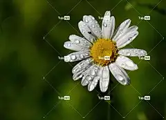 花 晨露 花壁纸 滴 自然 昆虫 花卉背景 美丽的花朵 水珠