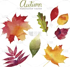 秋天,叶子,矢量,自然,绿色,橙色,绘画插图,组物体,涂料,水彩颜料