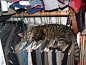 Cat-Hanger.jpg (500×375)