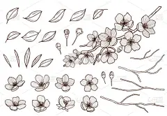 杏仁花手绘设置。春天的花叶, 花蕾和枝条收集。樱花, 樱桃, 苹果树, 梅花元素孤立在白色的背景。墨