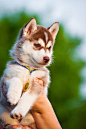 Red Husky   #red #husky #puppy #dublindog