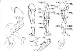 黑夜中的芒曜采集到muscle (腿部)