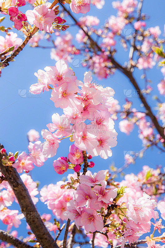 日本的樱花