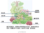 荫生花境示例合集6组，喜欢的转发收藏哦#阿鹏花境# ​​​​