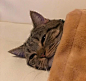 小猫咪要睡觉了，还得让主人给自己盖上小被子，可爱一幕萌翻_【快资讯】