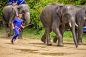 骑大象 泰国