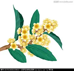 枇杷插画_百度图片搜索