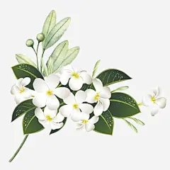 唯美鲜花高清素材 卡通 唯美 手绘 水彩 白色小花 绿色叶子 装饰 鲜花 免抠png 设计图片 免费下载