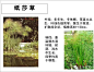 有一种美，藏在观赏草中……-新景观设计-微头条(wtoutiao.com)
