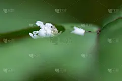 食材上的赤眼蜂幼虫