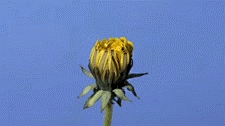 空想project采集到flowers
