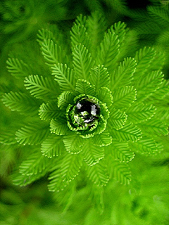 泽恩呐采集到植物的力量