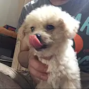 大排的大排