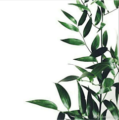 Anshon_采集到植物