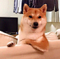 其中可能包括：a dog sitting on top of a couch in front of a mirror with his paws up