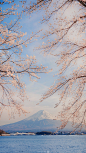 春日限定  Mr.Fuji 

「人间四月芳菲尽, 山中花始盛开」 ​​​​