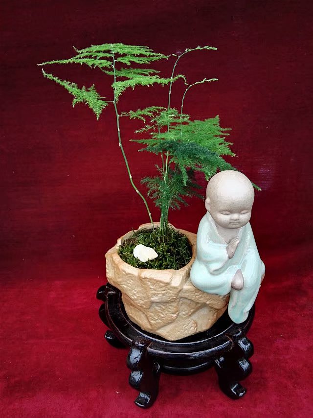 文竹