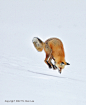 Photograph Red Fox Pouncing in Snow by Tin Man on 500px
