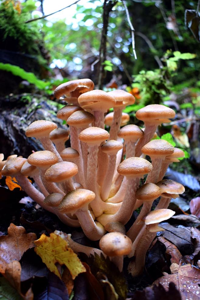 brown mushrooms on f...