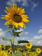 There are very few things that will instantly put a smile on anyones face. I'm very certain sunflowers are one of them.: 