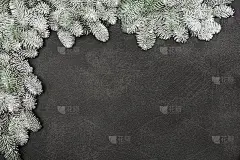 冬季雪覆盖云杉边境