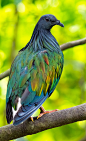 Photograph Nicobar Pigeon - Caloenas nicobarica by Ali Alqudsi on 500px