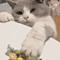 猫咪