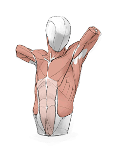 六月CH采集到【速写】结构