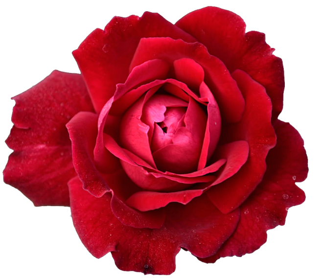 玫瑰花 红玫瑰  花开png