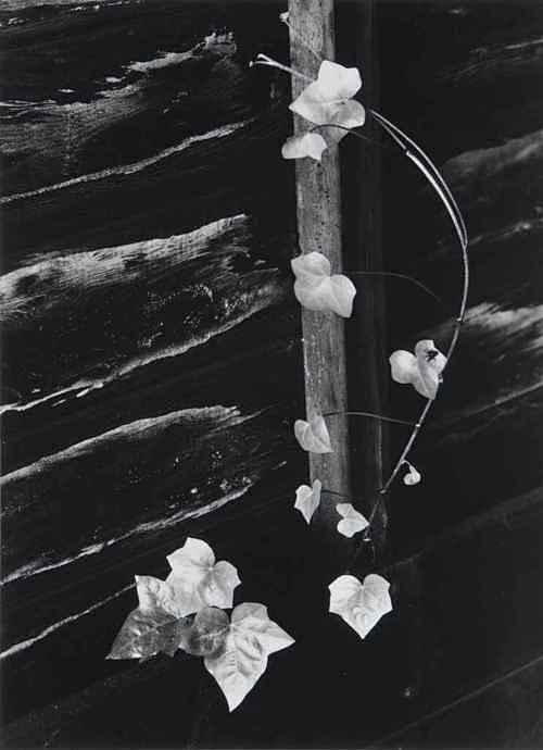Ivy, 1964 by Minor W...