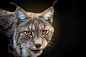 Animal, Big Cat, Lynx, Predator (animal), Wildlife wallpaper preview