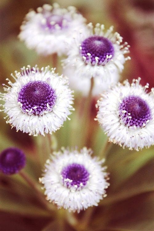 #植物#