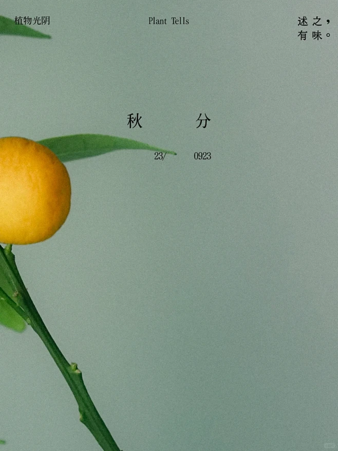 植物光阴·秋分｜橙黄橘绿