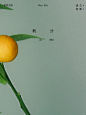 植物光阴·秋分｜橙黄橘绿