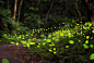 Photograph The fireflies by Kit Leong on 500px