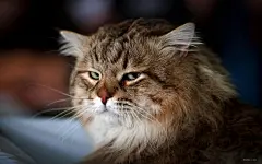 可爱的虎斑猫桌面高清壁纸桌面壁纸3