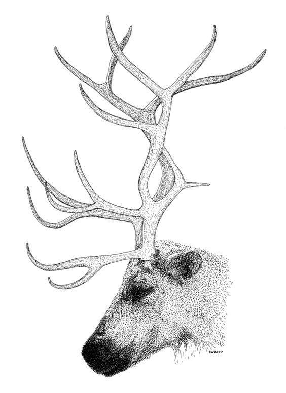 reindeer drawing - G...