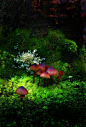 The mushroom village -
