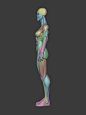 Stylized Heroine Anatomy Blockout