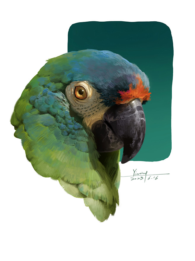 Parrots 2 color stud...