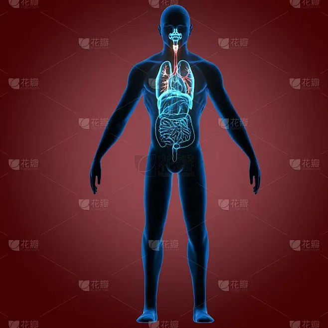 人体呼吸系统插图。3D渲染素材-花瓣网