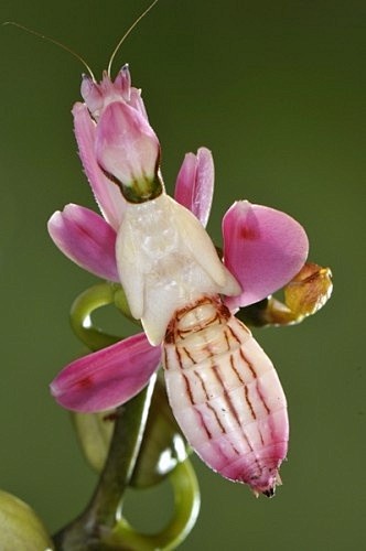 Orchid Mantis | Orch...