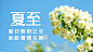 夏至节气祝福实景夏天横版海报