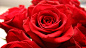 General 3840x2160 rose flowers nature red flowers