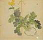【葑】　fēng
释名
菜名。《韵会》蕦苁也。《诗·邶风》采葑采菲，无以下体。《传》葑，须也。《疏》《释草》云：须，葑苁。《坊记》注云：葑，蔓菁也。《方言》云：葑荛，芜菁也。陈楚谓之葑，齐鲁谓之荛，关西谓之芜菁，赵魏之部谓之大芥。
诗句
采葑采菲，无以下体。 谷风
爰采葑矣，沬之东矣。 桑中
采葑采葑，首阳之东。 采苓